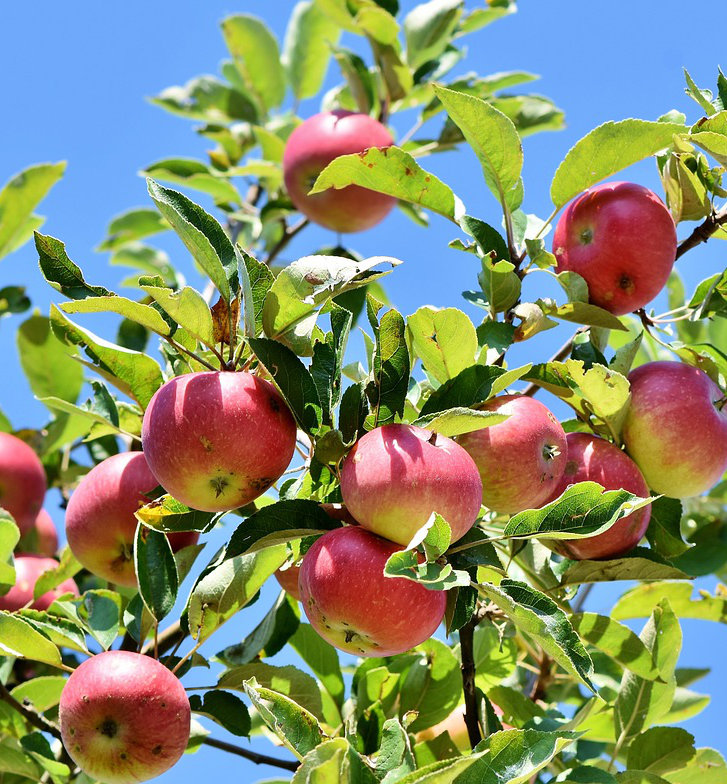 Fruit Tree Pruning