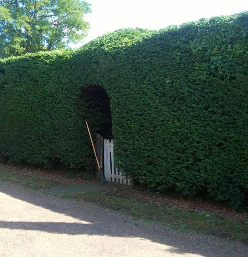 Hedge Cutting