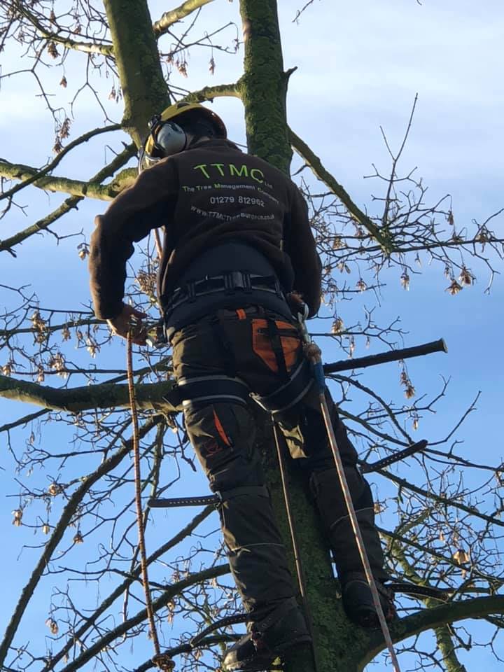 Tree Felling